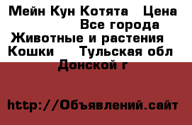 Мейн Кун Котята › Цена ­ 15 000 - Все города Животные и растения » Кошки   . Тульская обл.,Донской г.